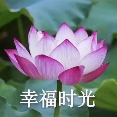叫爸爸表情包图片大全莲