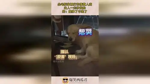  金毛拆家被打表情惹人疼,主人一走秒变脸,狗摊牌了不装了