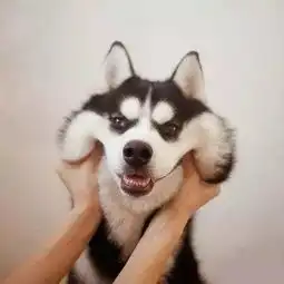  柴犬vs哈士奇,论养了只表情包是什么感觉