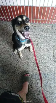 傻眼表情包狗狗狗狗