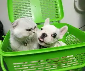  主人带家里的猫跟狗一起去洗澡,猫的表情亮了...