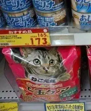 猫粮表情包