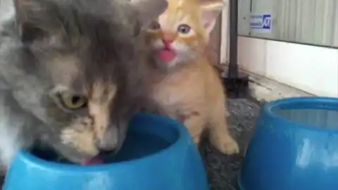  自从家里来了小橘猫,黑猫警长就再也威风不起来了