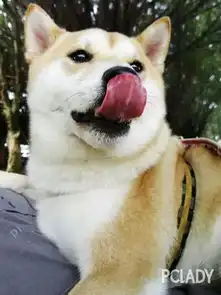  当哈士奇吐舌卖萌之后.......