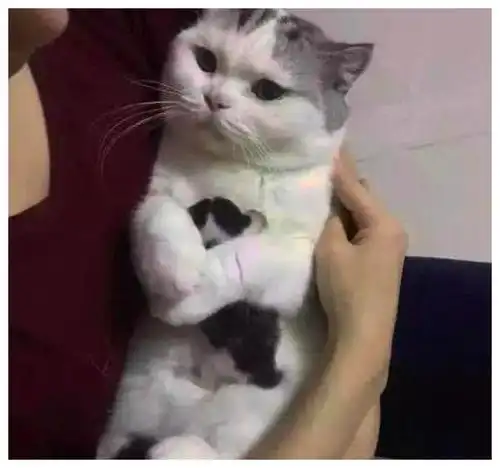 单身狗证表情包猫咪