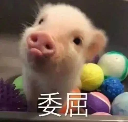  好消息台州猪肉价格迎来首跌