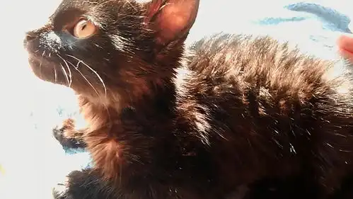  无偿领养超乖炒鸡亲人小黑猫妹妹找妈妈