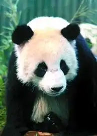  猜猜我是谁