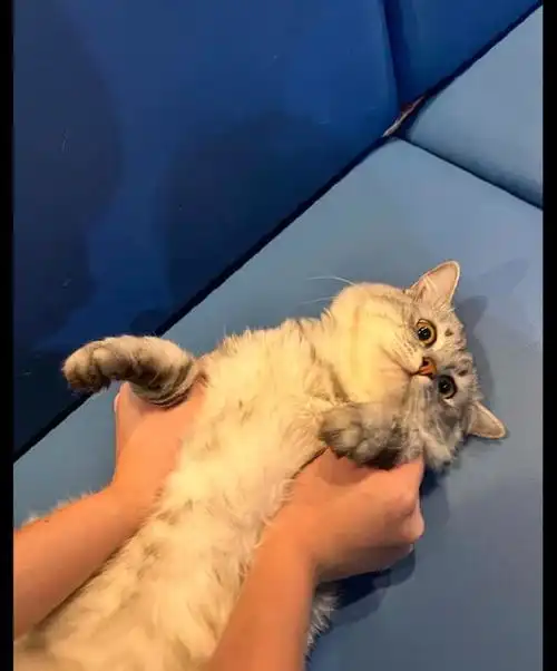 主人突然对猫咪进行壁咚,它的表情好好笑别过来,你想要干嘛