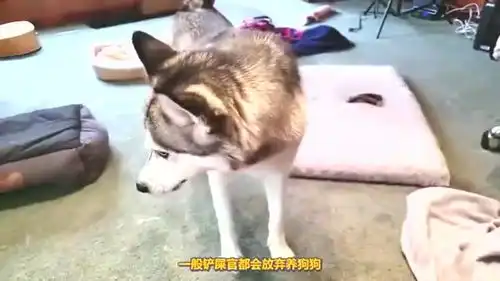  妈妈出去买菜,吩咐狗狗照看小主人,开门一看瞬间傻眼了
