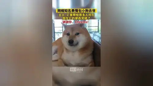 合作不愉快表情包狗子
