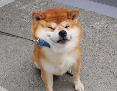  狗狗是最有心机的动物,不信你看