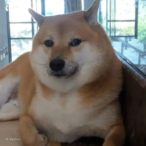  顶流表情包柴犬去世,全球十亿网友哭成泪人
