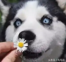  哈士奇,一个行走于江湖的表情包