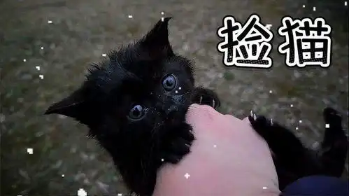  大雪前一晚,我家狗拽着我去捡了只小黑猫