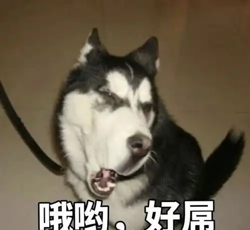  狗狗难养那是你没遇上这6种好养又容易上瘾的狗