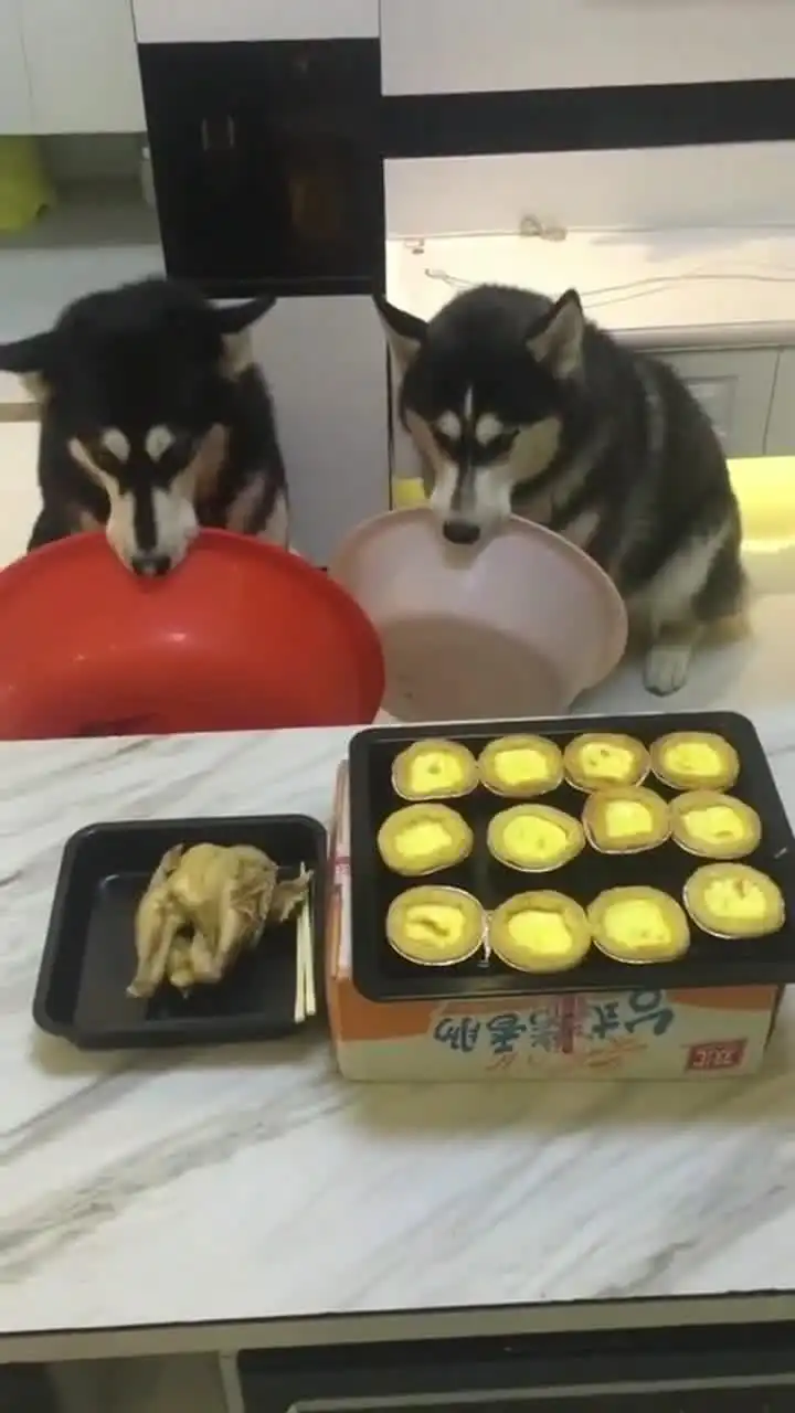  幸福来得太突然,哈士奇都不敢相信