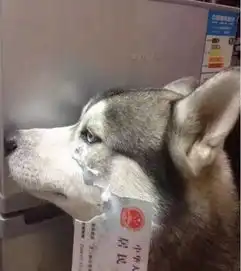  都说养狗要谨慎,结果好了咯....