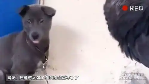  猛禽的气势真不是盖的盯得狗狗浑身发抖大气都不敢喘