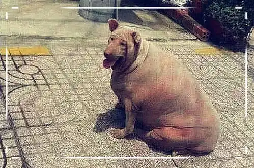  男子将爱犬送到乡下奶奶家寄养,一年后去接狗,推开门一看当场傻眼