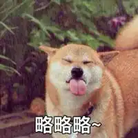  微信头像哈士奇吐舌头微信头像图片大全