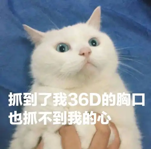 猫猫表情包高清沙雕