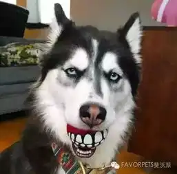  网通社汽车潍坊郑州日产
