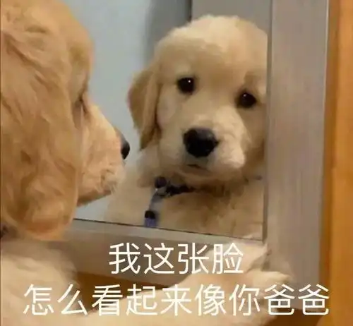  表情包大哥您辛苦了