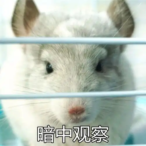  这家店有点野,竟然雇了一只土拨鼠看门...
