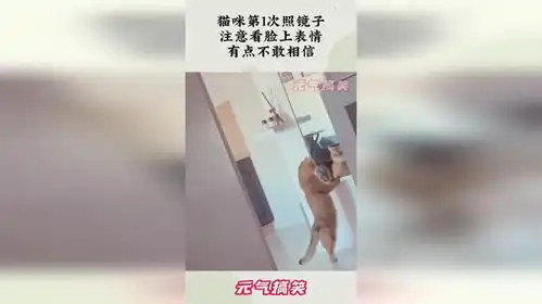  猫咪第1次照镜子,注意看脸上表情,有点不敢相信
