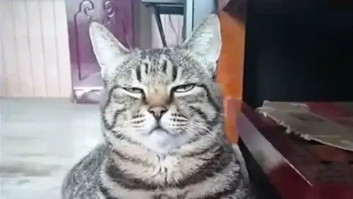  当胖猫被克扣猫粮,反应也是很直接了,脸上表情笑到众人肚子酸