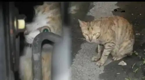  在后视镜看到一只猫在追车,把车停下来后,发现它的秘密让人感动