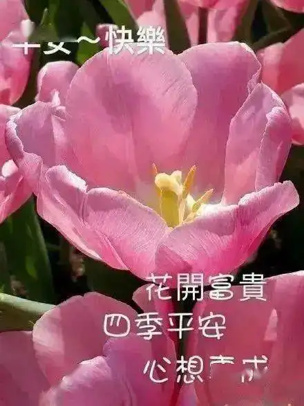  中老年表情包聊天不用打字带字动图健康第一,活得快乐一点
