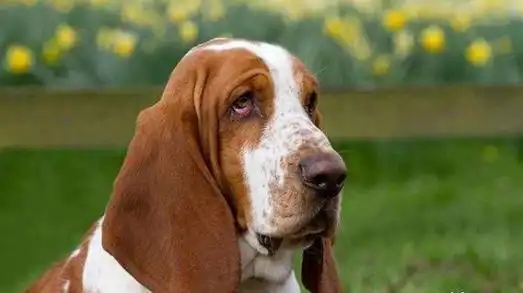  巴吉度犬,公认世界上最大耳朵的狗,因忧伤的面部表情而闻名于世