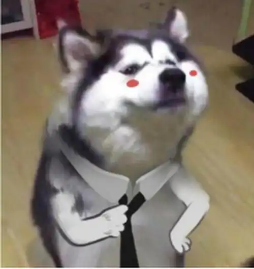 傻眼表情包狗狗二哈