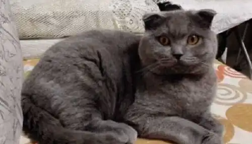  蓝猫生出一只杂毛崽,长大后猫妈表情笑翻,网友比桃木剑还好使