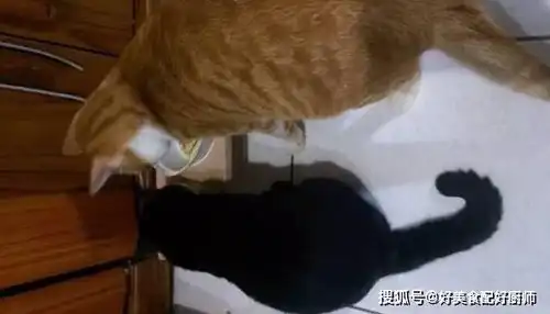  主人想把橘猫送走,却遭到黑猫拼命挽留,一段时间后黑猫却崩溃了