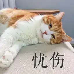 猫猫表情包高清哈哈哈