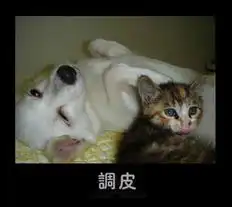  猫咪表情大集合大家都来贴吧,秀秀你家的猫最ing的表情哦