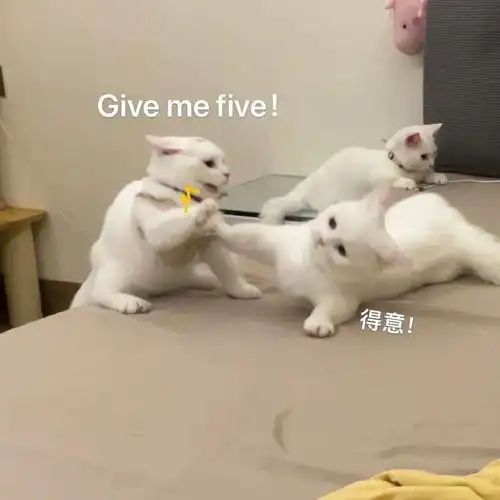  天天都在用的表情包猫咪,主人居然是个肌肉猛男