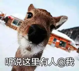  鹿晗和狍子赛跑谁会赢