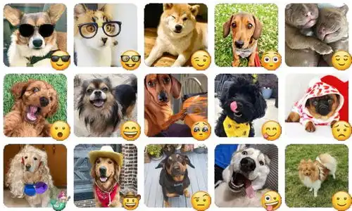 世界emoji日狗狗化身表情包,让你的沟通更有趣
