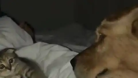  主人一直找猫咪聊天,猫咪都困得不行了,但还是勉强的回复着...太温柔啦