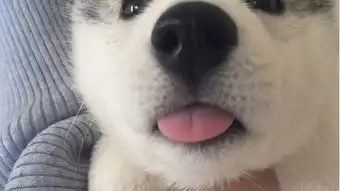  可怜的楚楚半个月还没人要