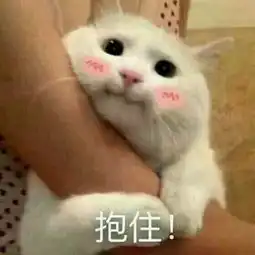  分享可爱的猫猫表情包,附送笑话一乐,快进来