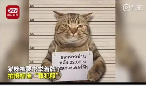  泰国猫咪因违反外出禁令被警方逮捕网友看表情就是社会猫,惯犯