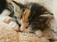  黑猫维兹游戏新闻黑猫维兹最新版下载玩法评测九游手机游戏