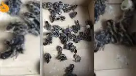  这街头魔术太神奇了吧路人不敢相信的表情亮了
