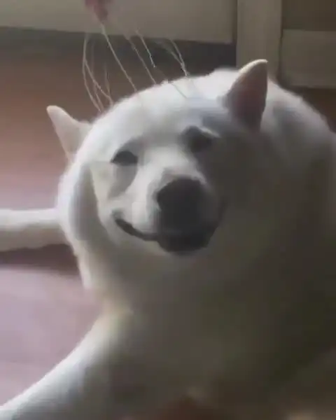  这表情就是单身狗看到美女时的表情