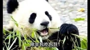 啊啊啊动物表情包动物们